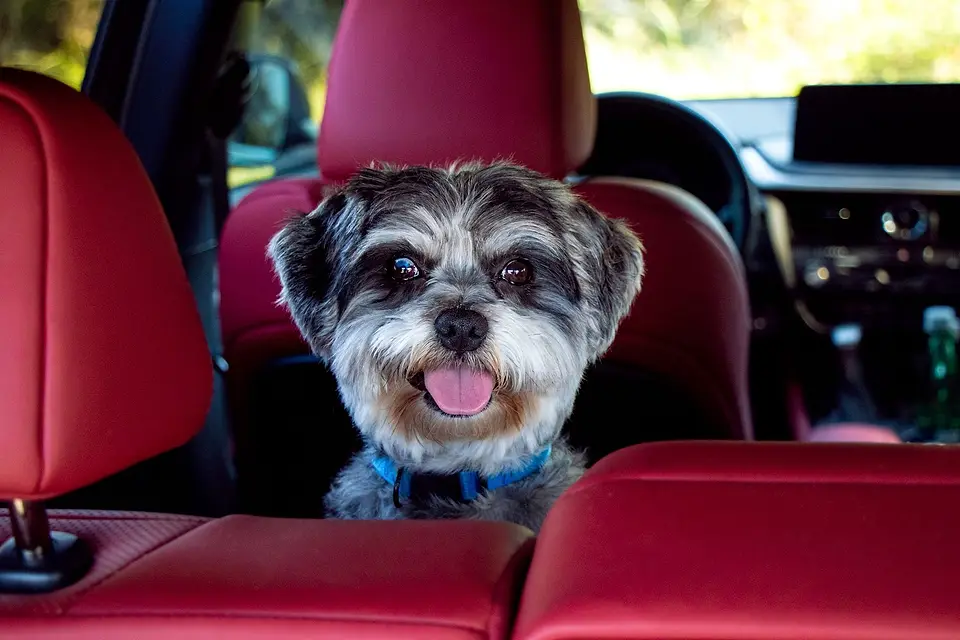 Perrito sentado en los asientos rojos de un carro